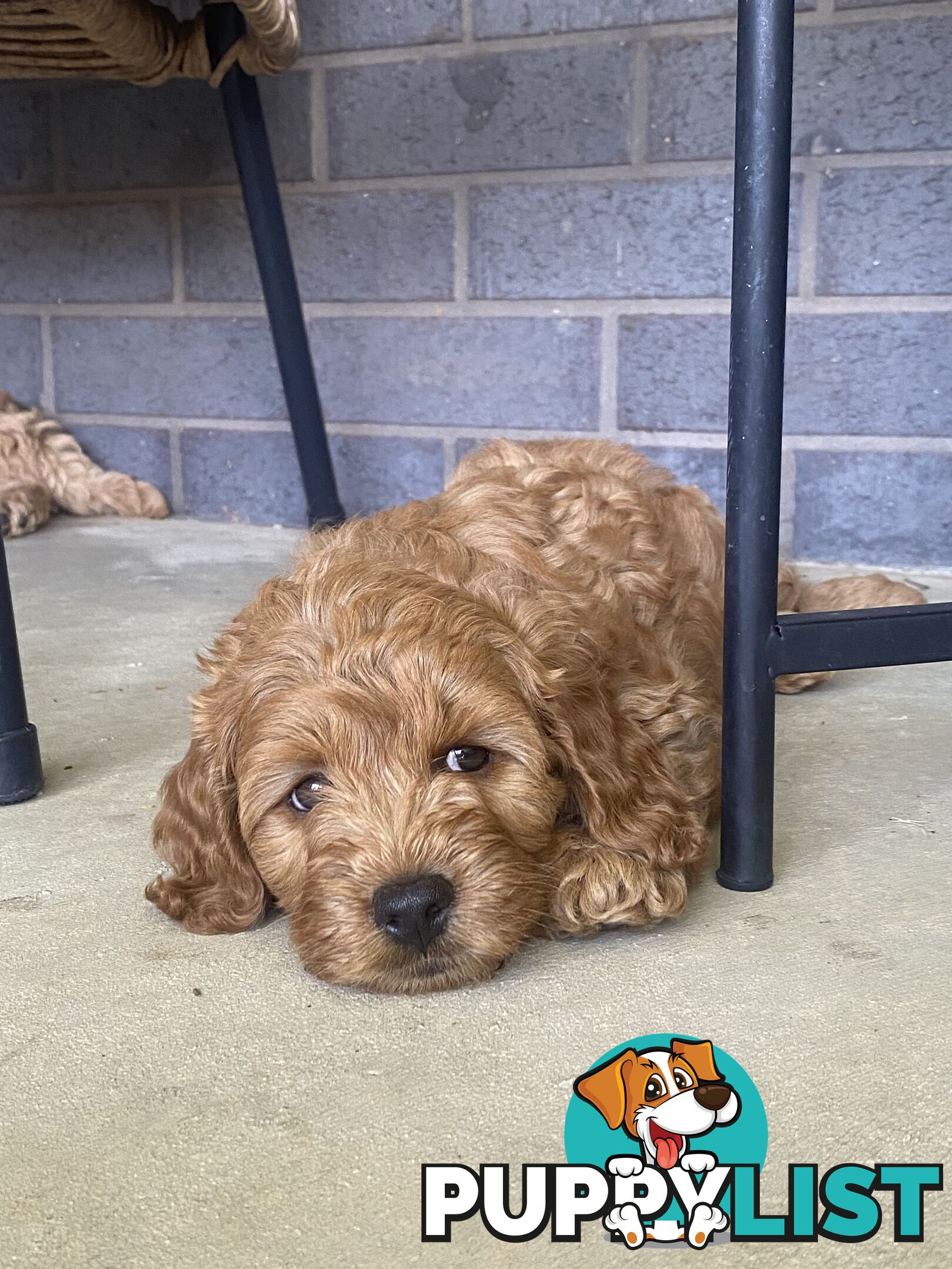 F1B Male mini spoodle pup