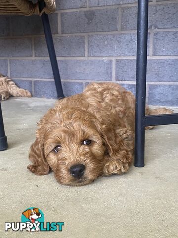 F1B Male mini spoodle pup