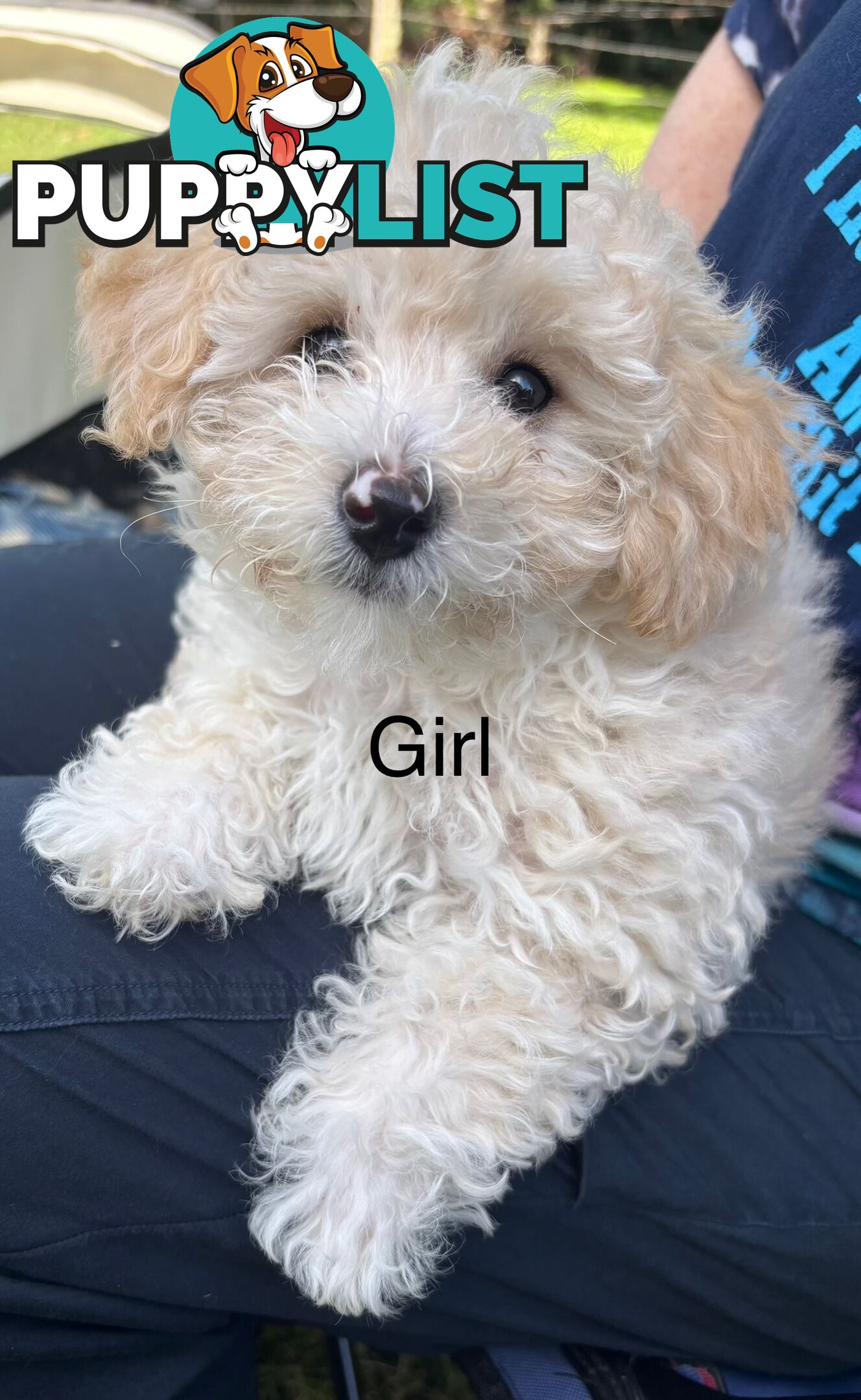 Shitzu x MaltesePuppies