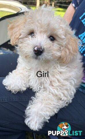 Shitzu x MaltesePuppies