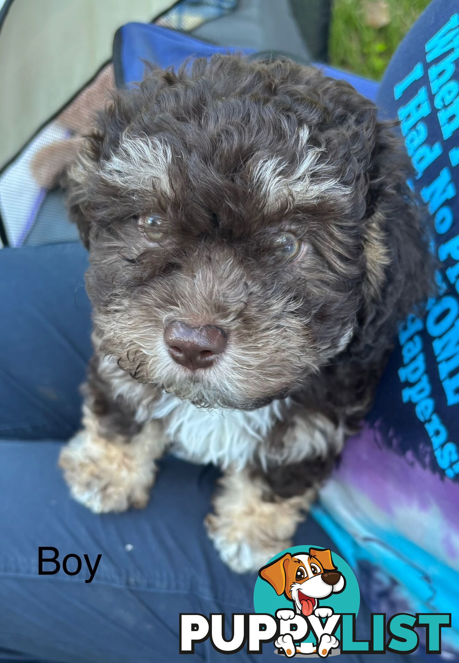 Shitzu x MaltesePuppies
