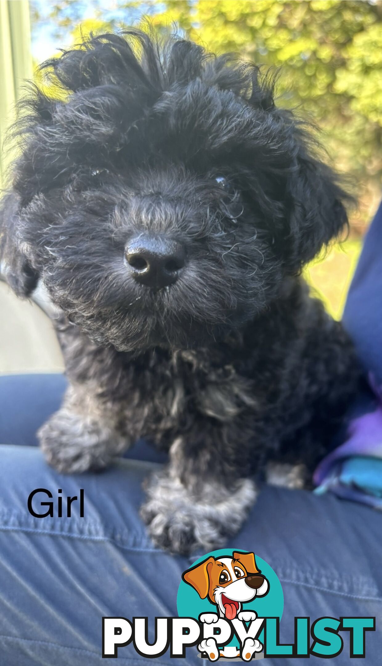 Shitzu x MaltesePuppies