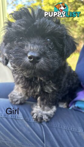 Shitzu x MaltesePuppies
