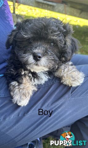 Shitzu x MaltesePuppies