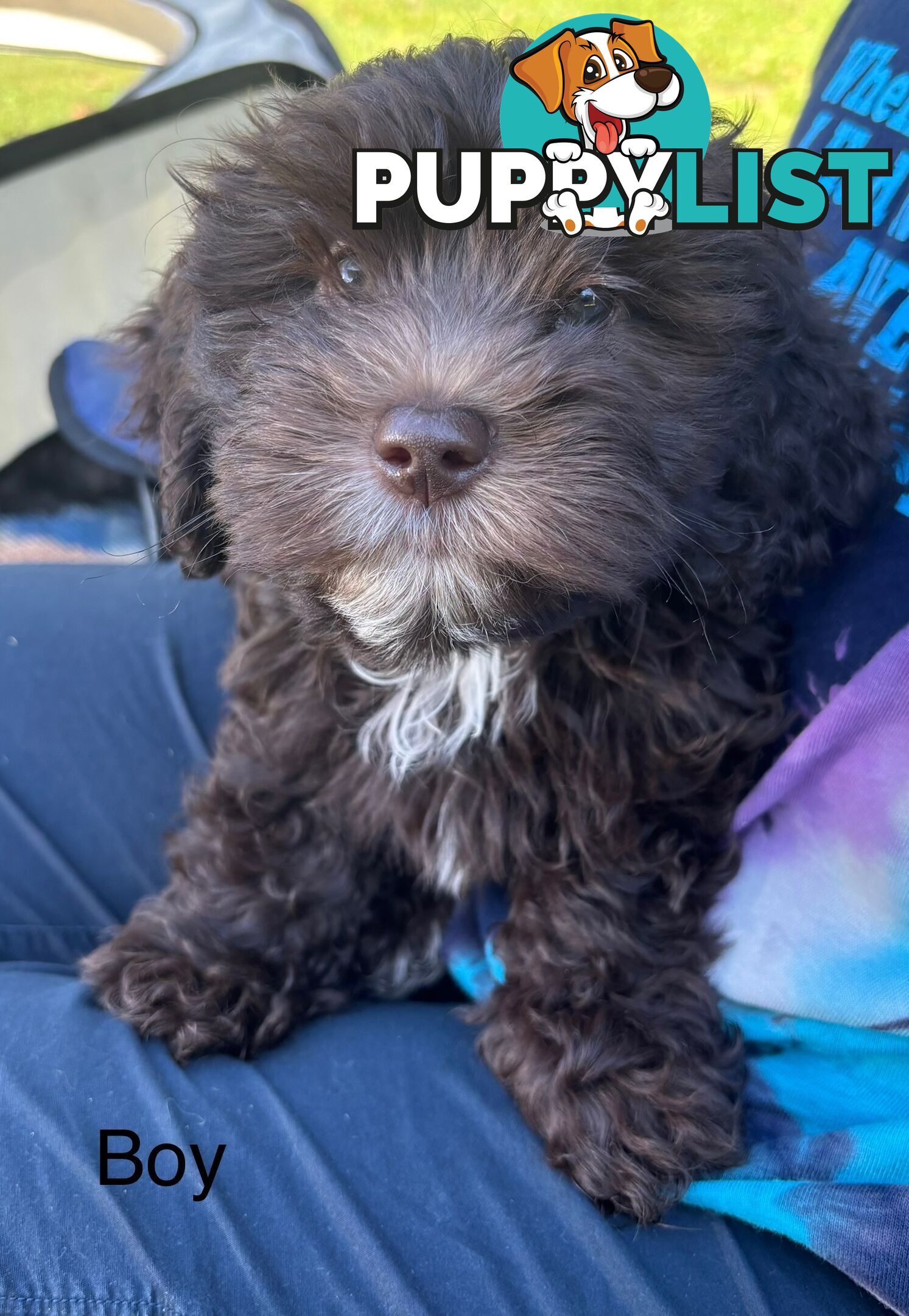Shitzu x MaltesePuppies