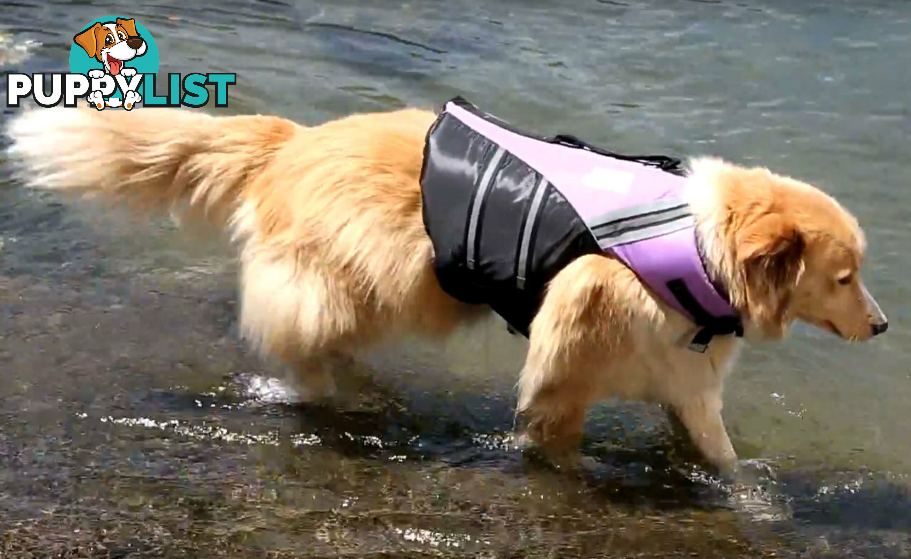 Dog Life Jackets Water Woofer - DFD - Jarvis Walker