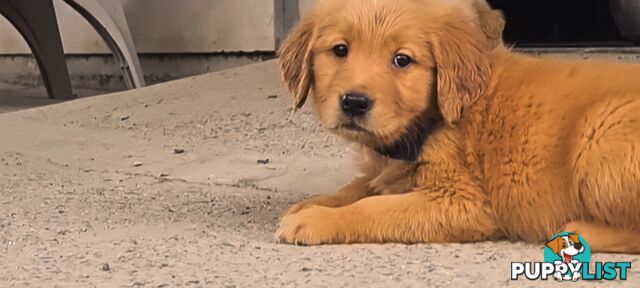 Golden retriever puppies. 10 weeks old.