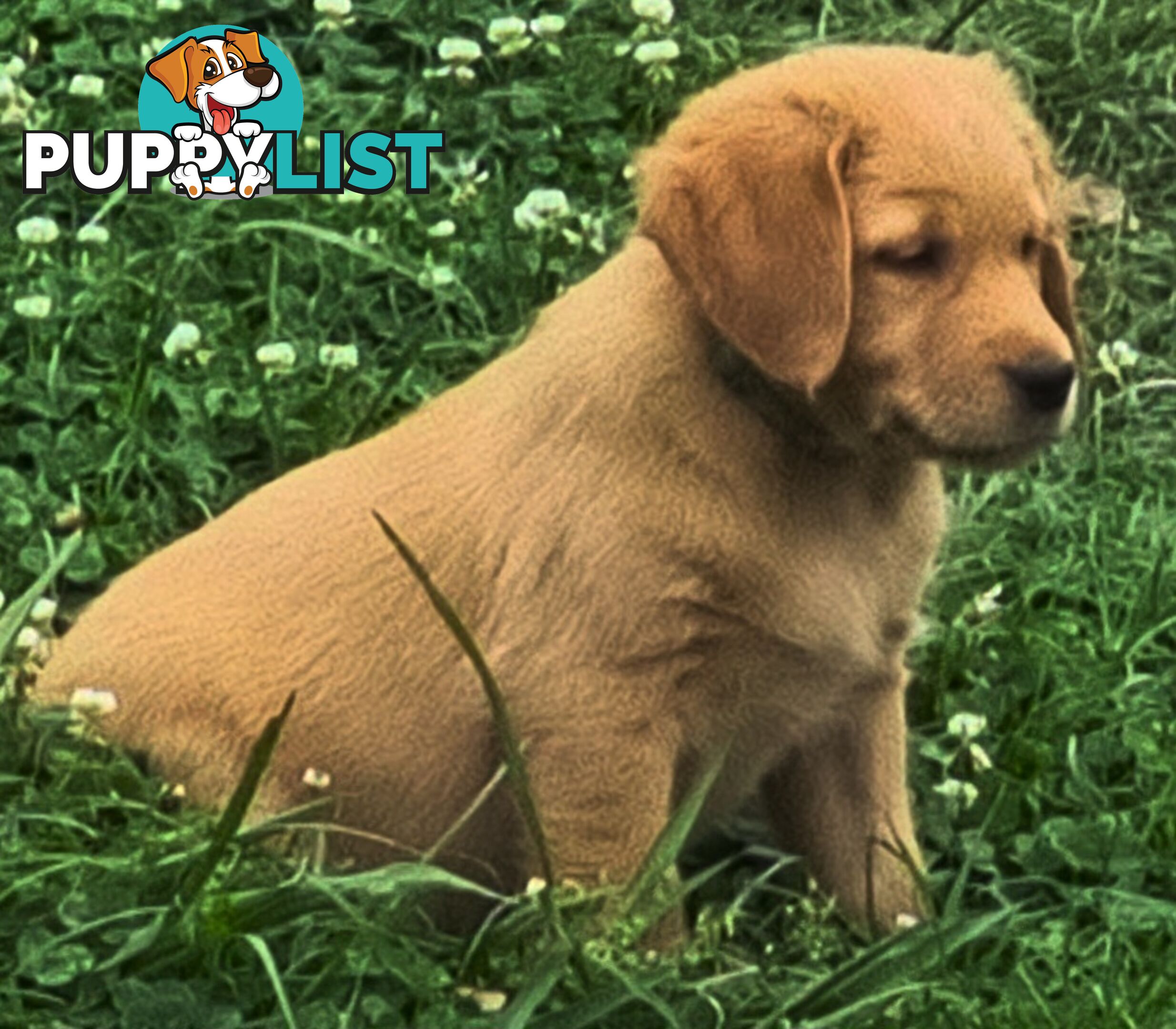 Golden retriever puppies. 10 weeks old.