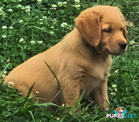 Golden retriever puppies. 10 weeks old.