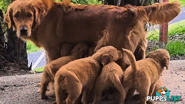 Golden retriever puppies. 10 weeks old.