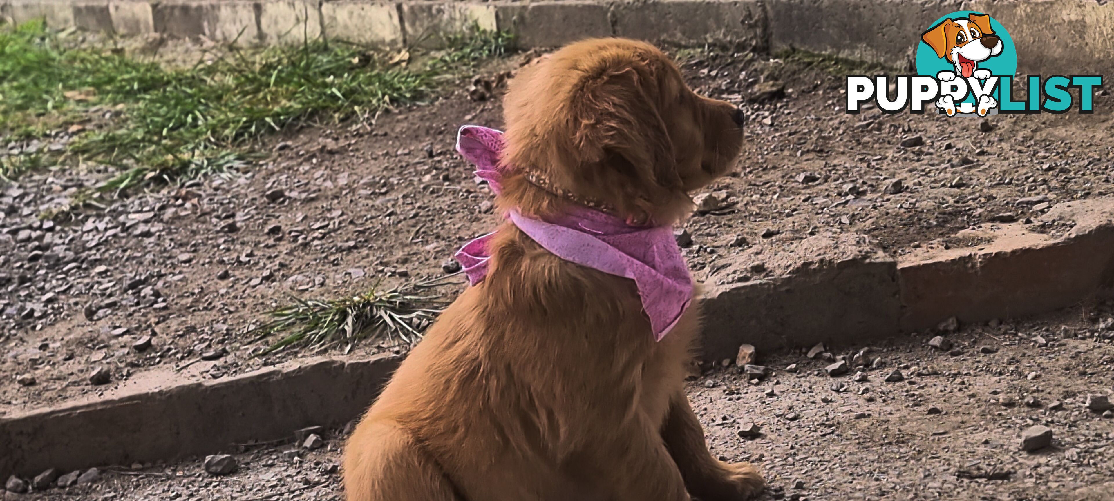 Golden retriever puppies. 10 weeks old.