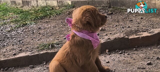 Golden retriever puppies. 10 weeks old.