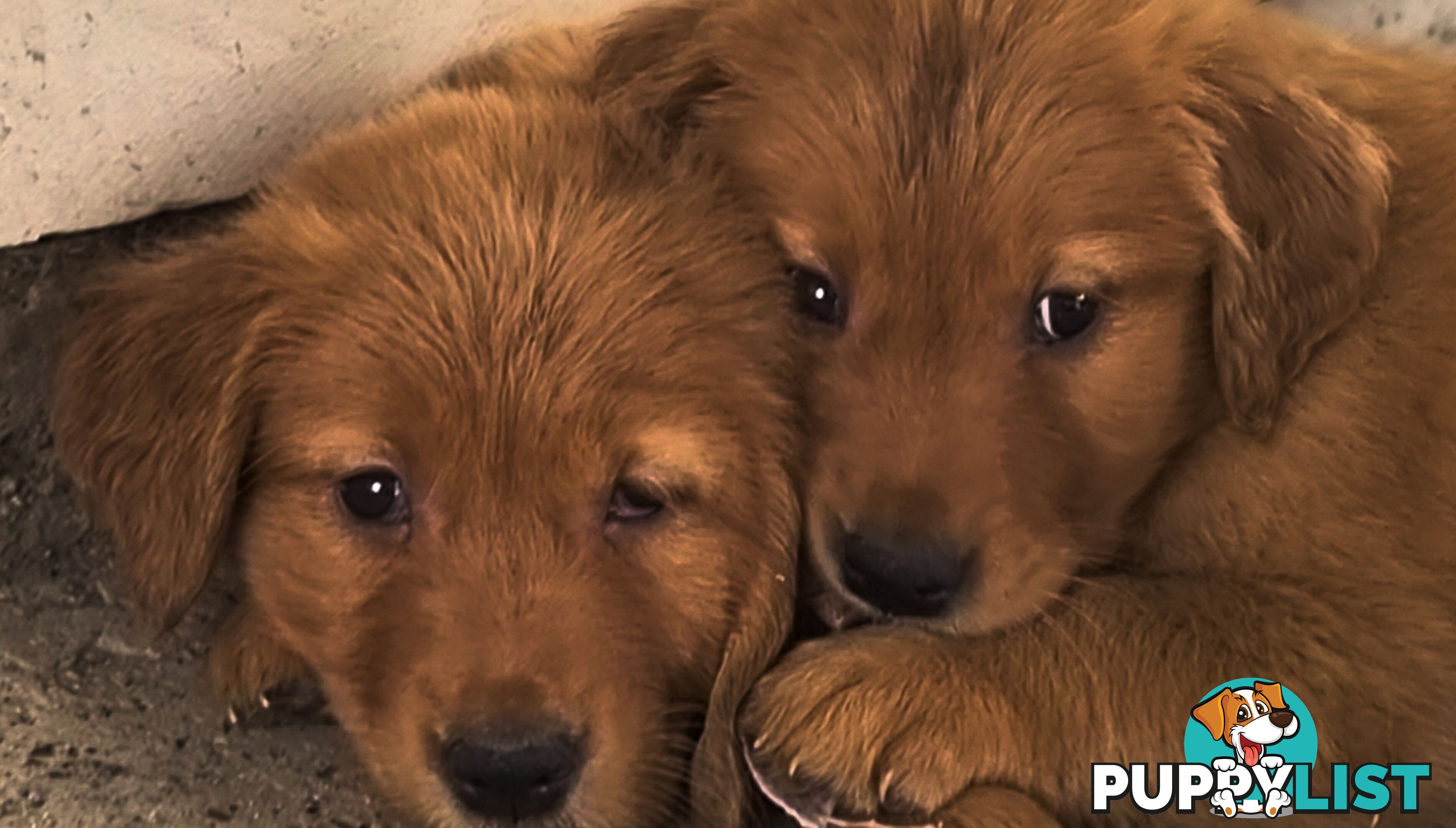 Golden retriever puppies. 10 weeks old.