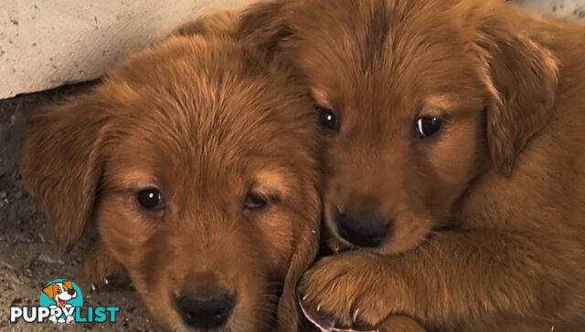 Golden retriever puppies. 10 weeks old.