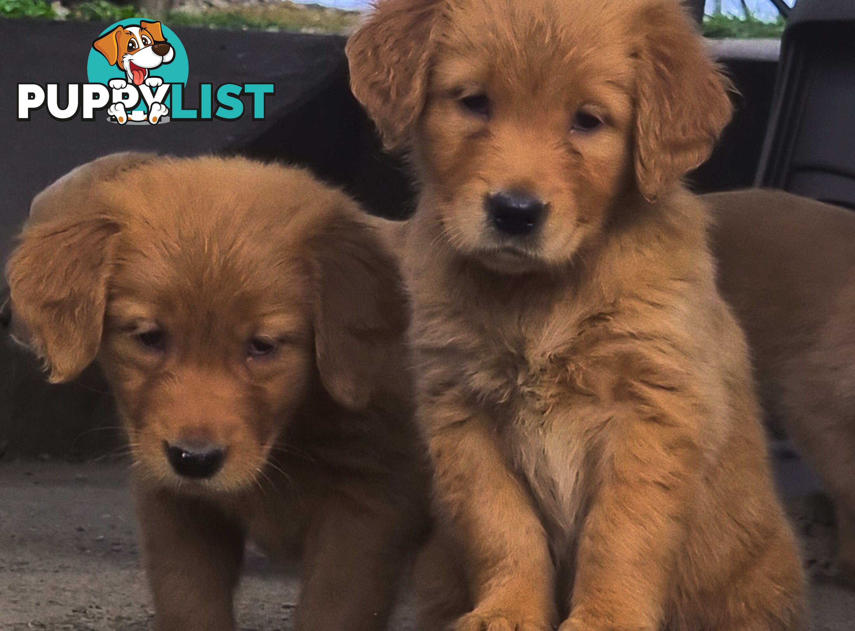 Golden retriever puppies. 10 weeks old.