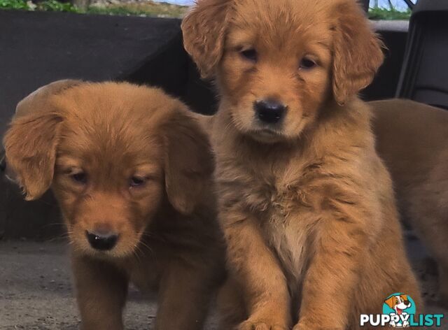 Golden retriever puppies. 10 weeks old.