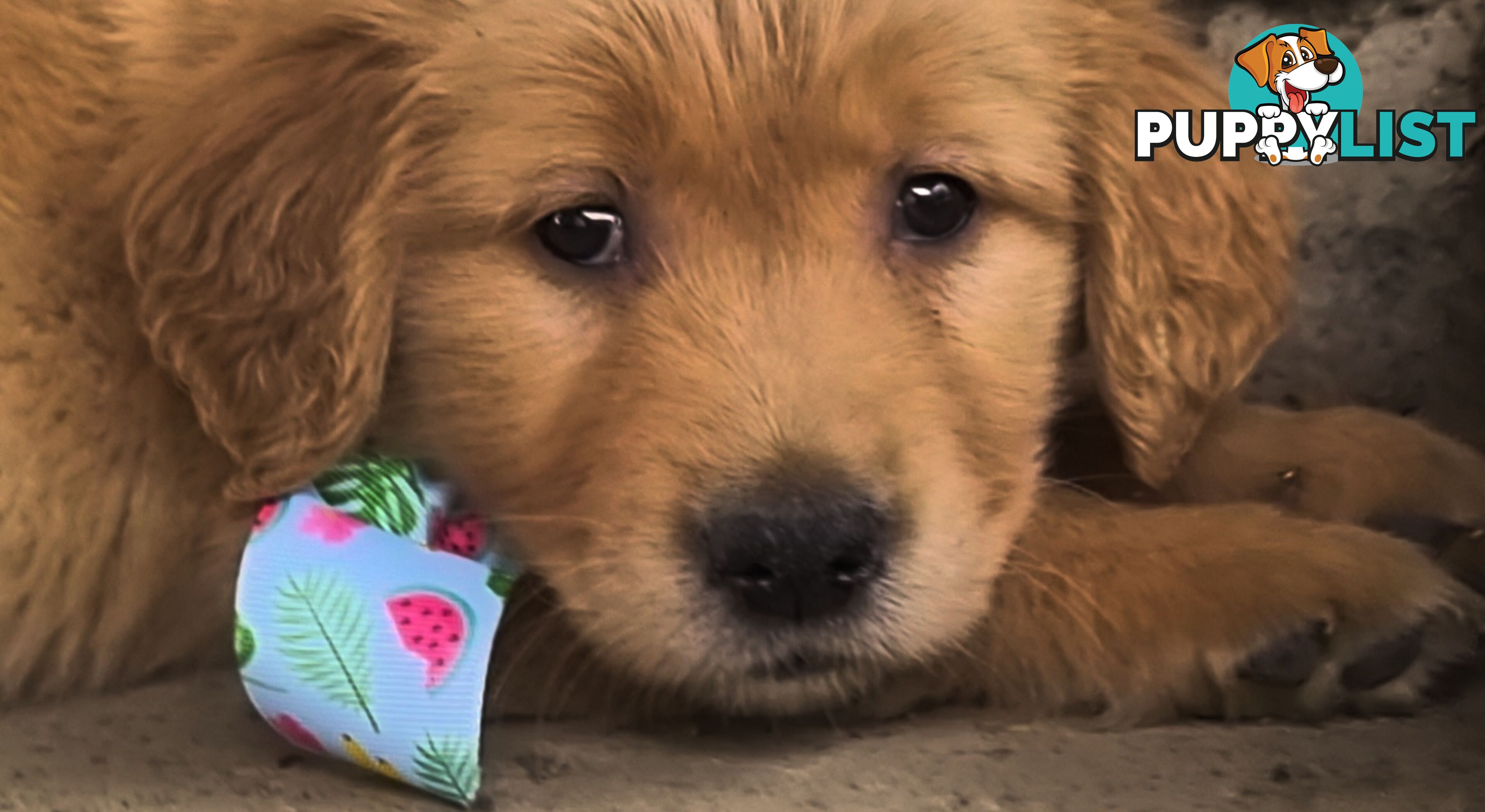 Golden retriever puppies. 10 weeks old.