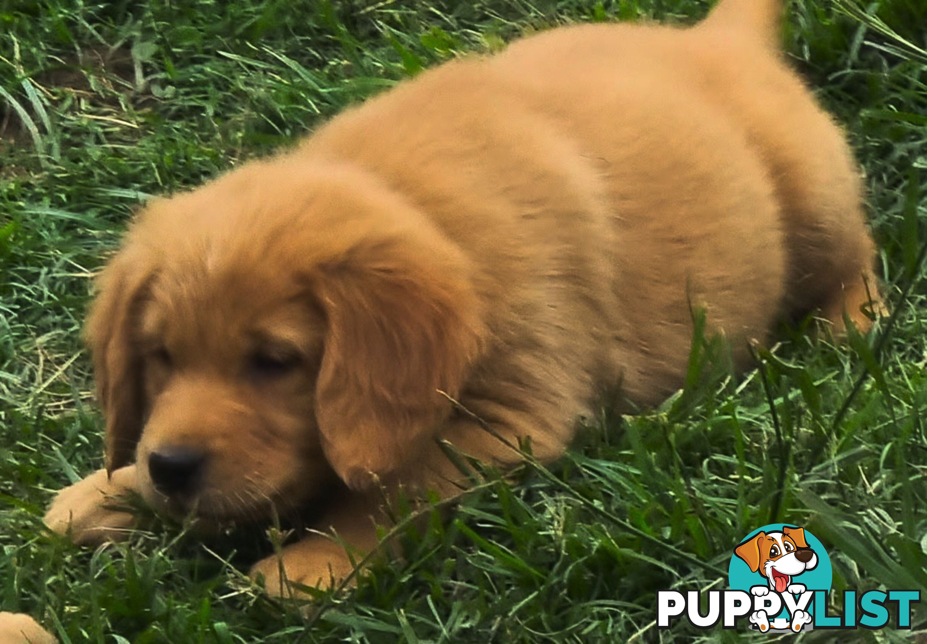 Golden retriever puppies. 10 weeks old.