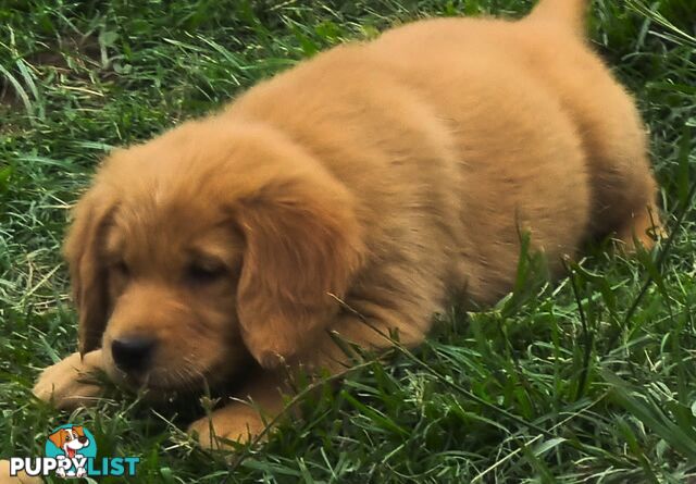 Golden retriever puppies. 10 weeks old.