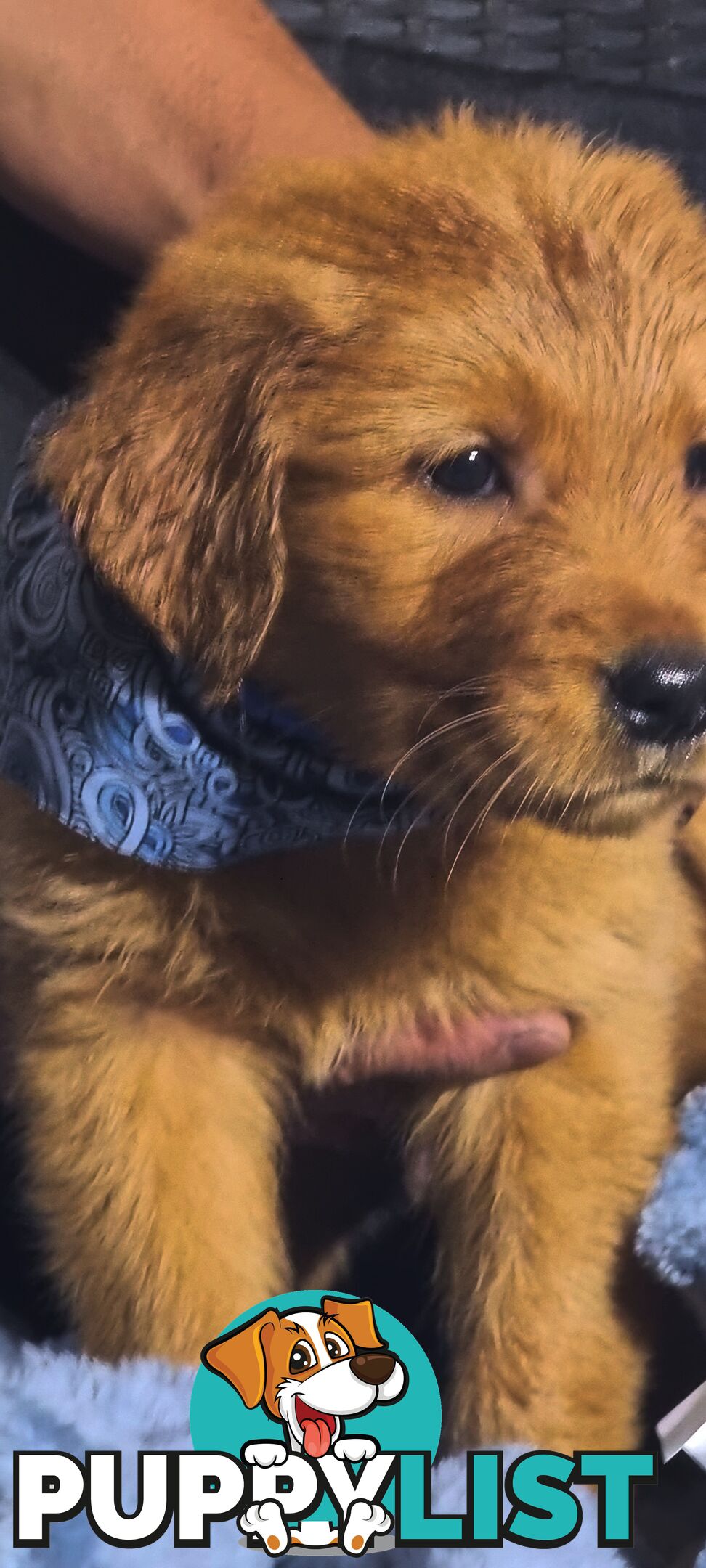 Golden retriever puppies. 10 weeks old.