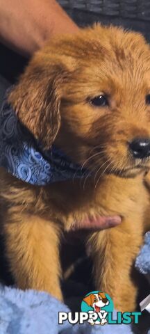 Golden retriever puppies. 10 weeks old.