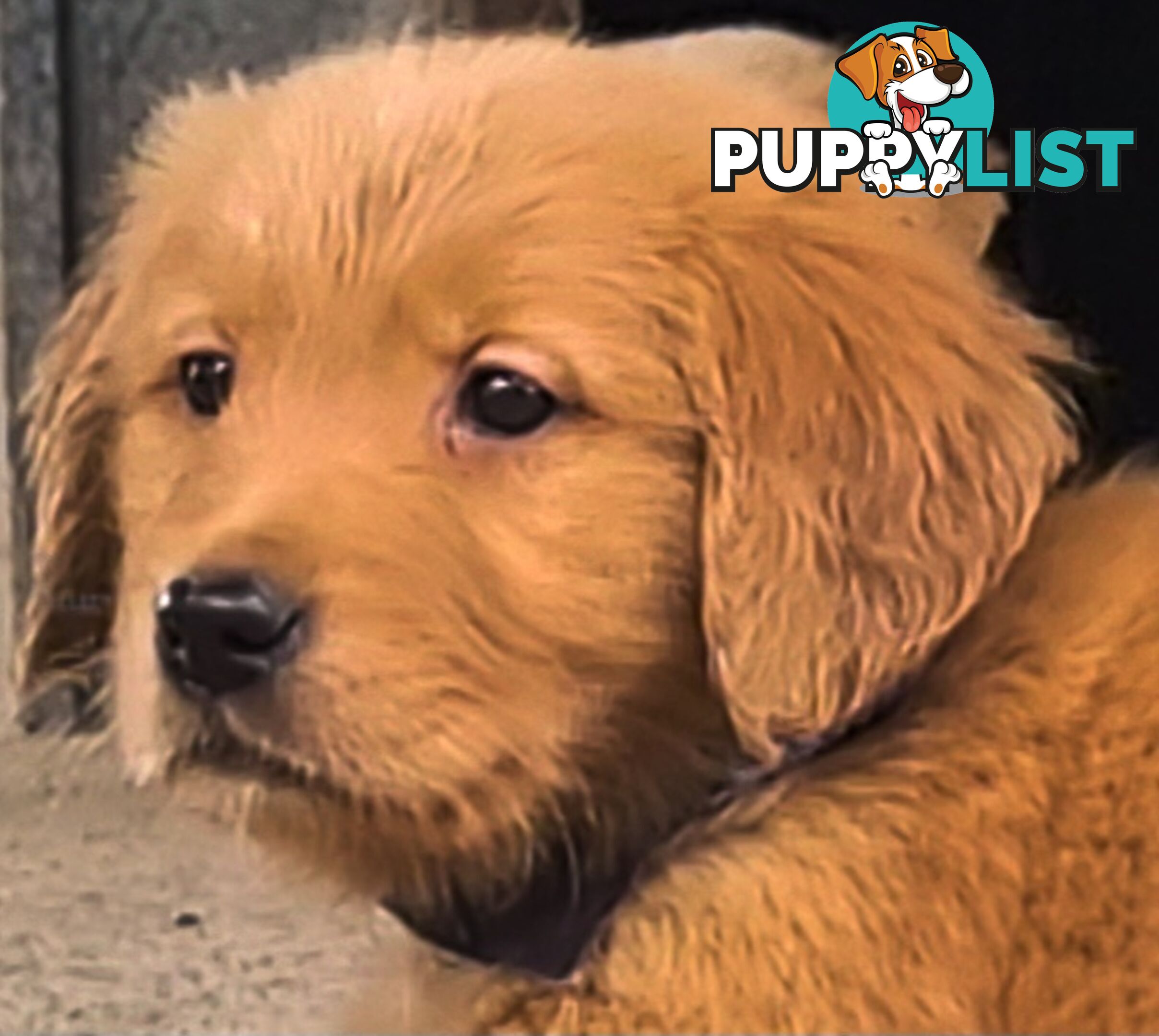 Golden retriever puppies. 10 weeks old.