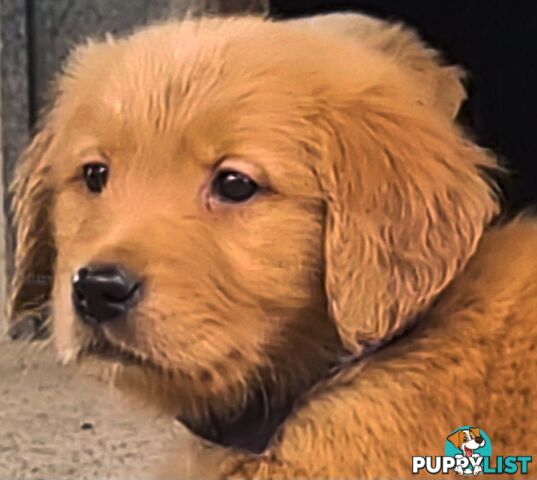 Golden retriever puppies. 10 weeks old.