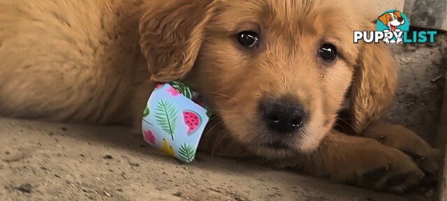 Golden retriever puppies. 10 weeks old.