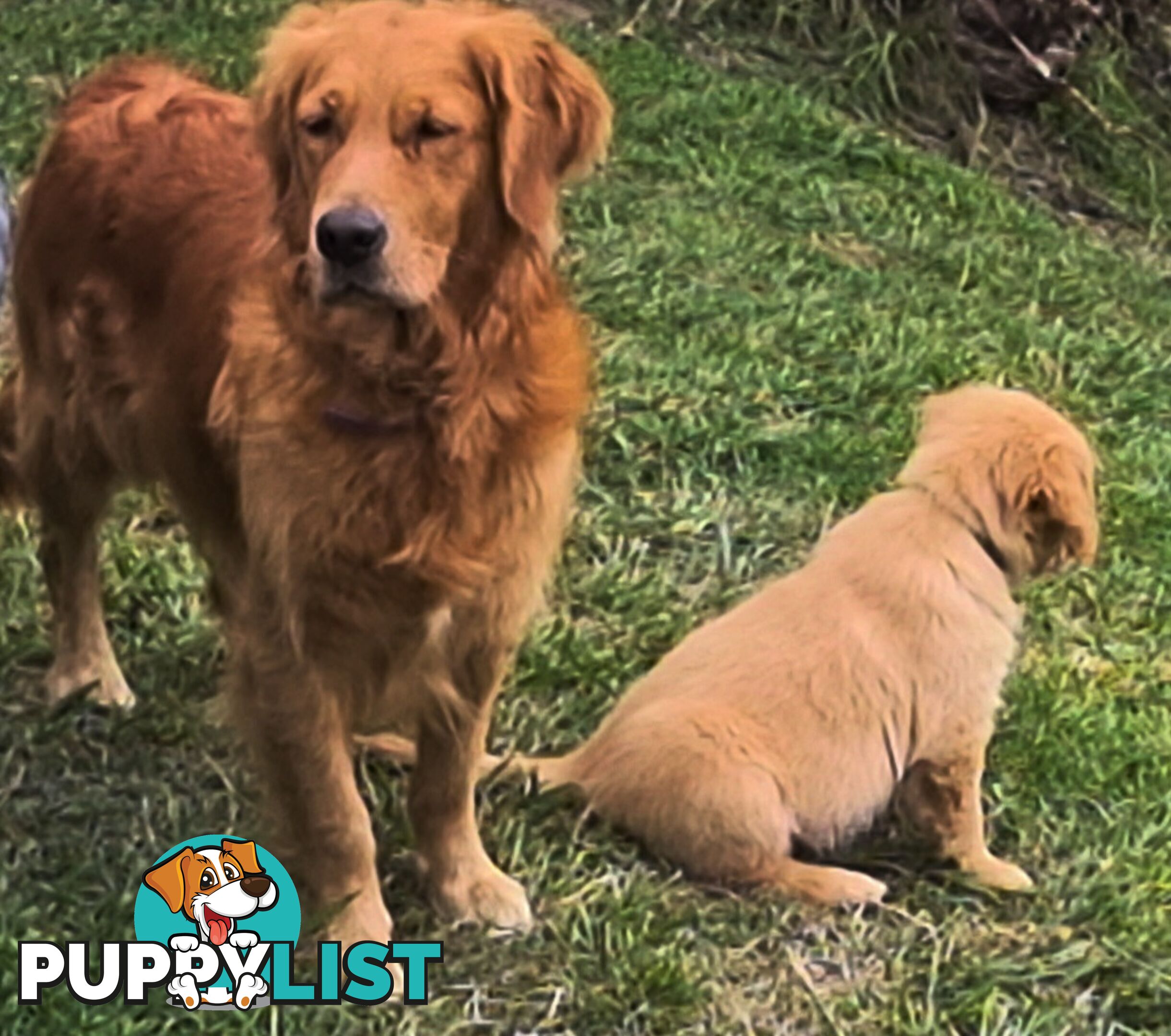 Golden retriever puppies. 10 weeks old.