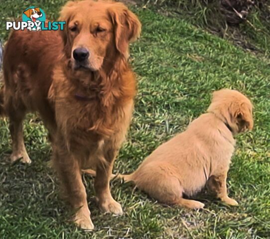 Golden retriever puppies. 10 weeks old.