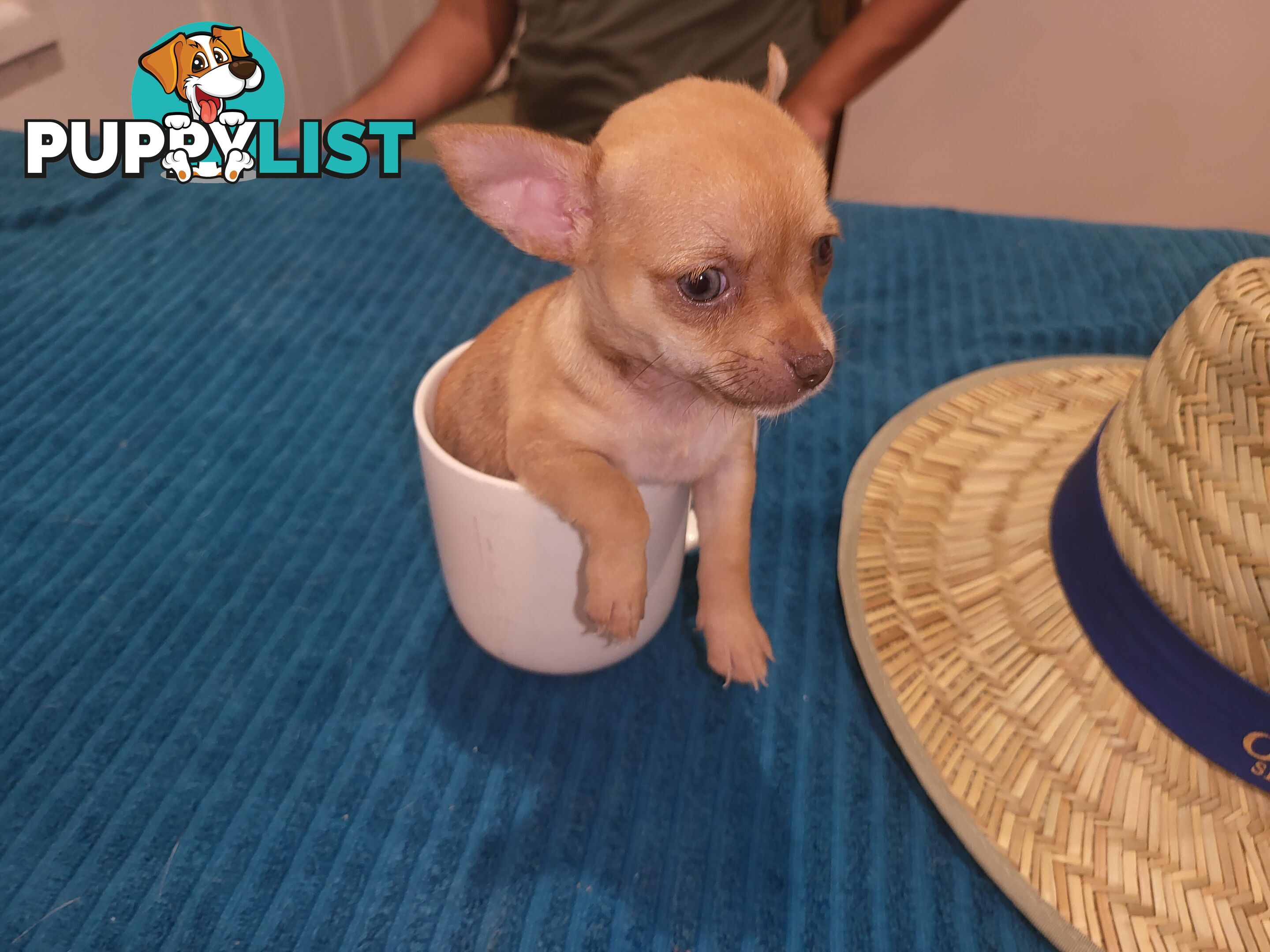 Male Chihuahua Puppies Looking for their forever homes - Available Mid May