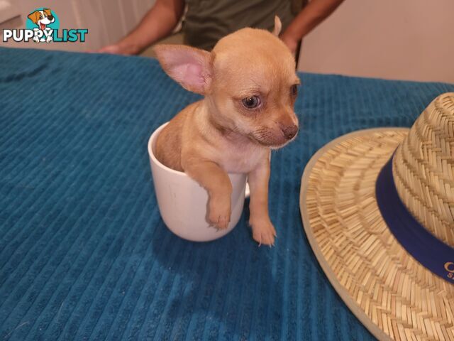 Male Chihuahua Puppies Looking for their forever homes - Available Mid May