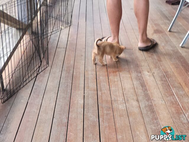 Male long-haired Chihuahua Pup Available Now
