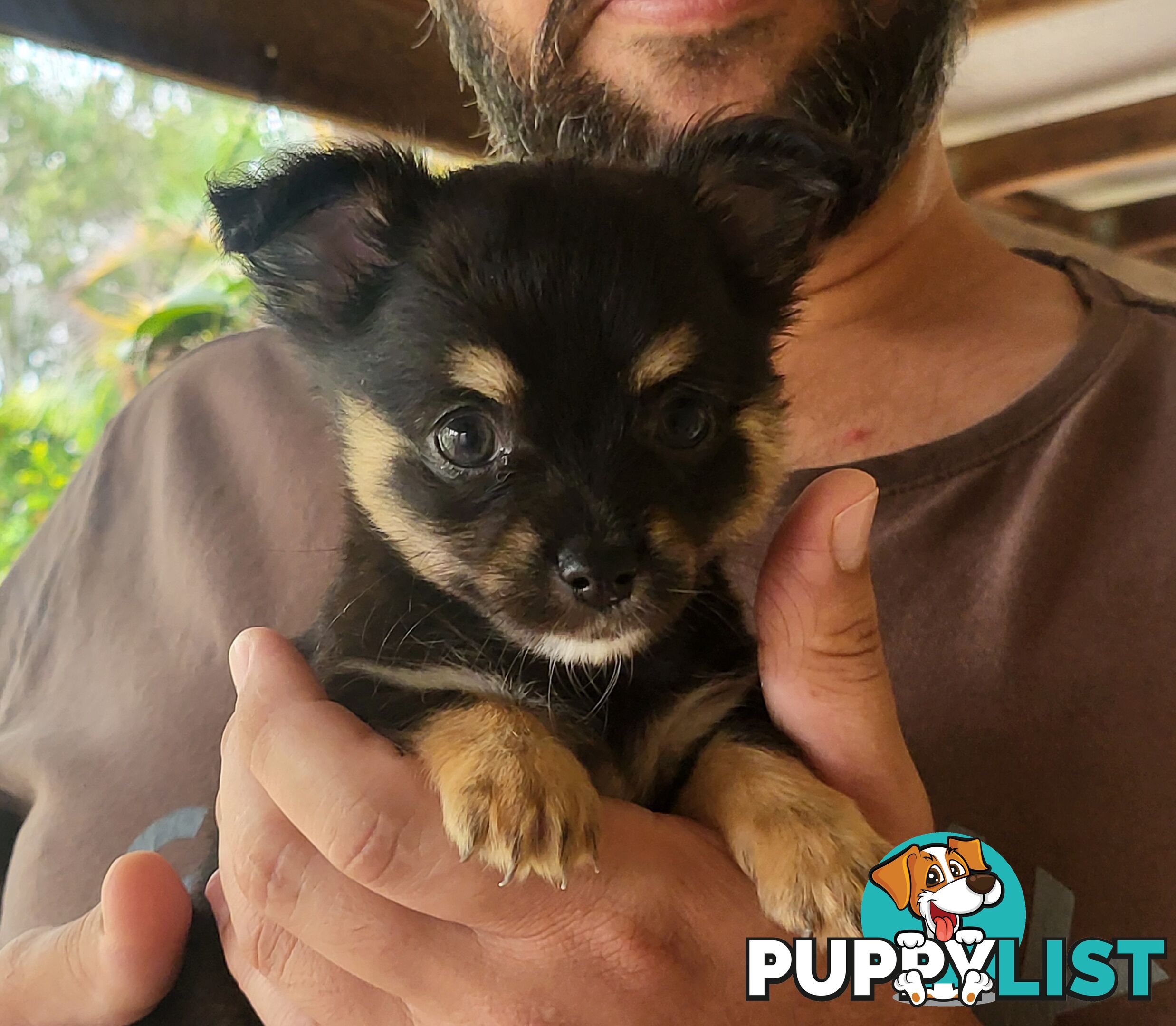 Male Chihuahua Puppies Looking for their forever homes - Available Mid May