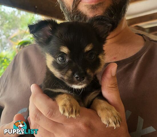 Male Chihuahua Puppies Looking for their forever homes - Available Mid May