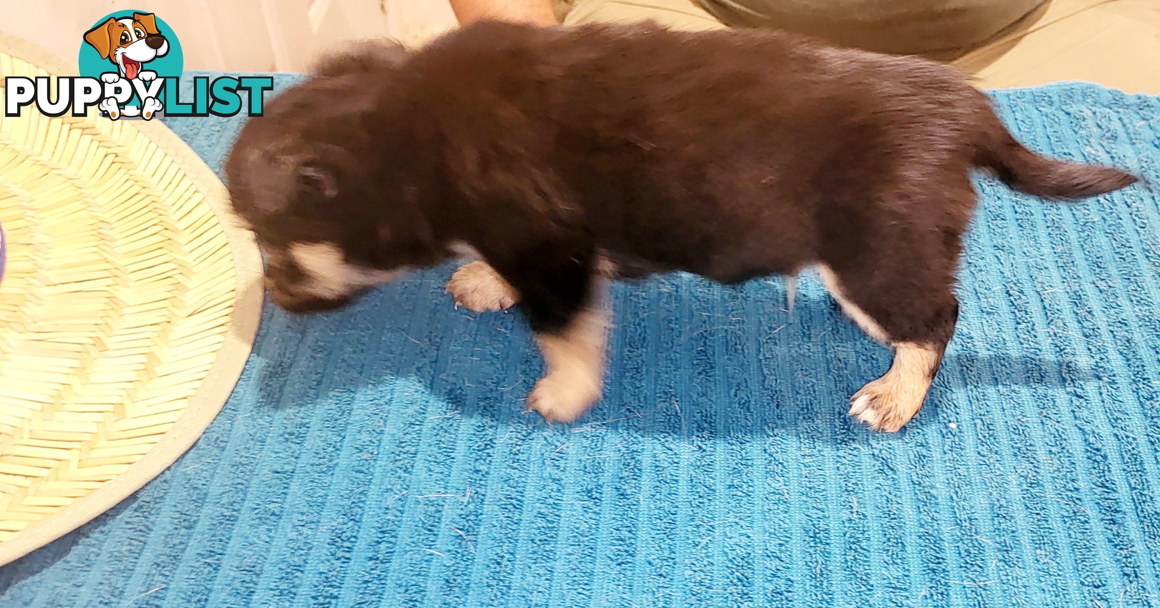 Male Chihuahua Puppies Looking for their forever homes - Available Mid May