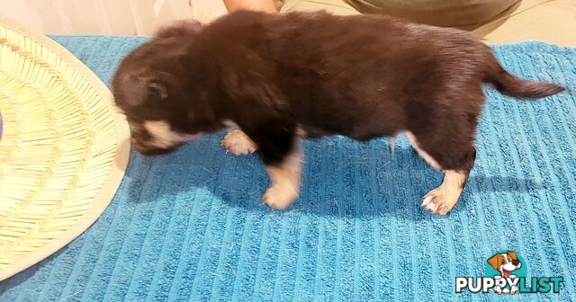 Male Chihuahua Puppies Looking for their forever homes - Available Mid May