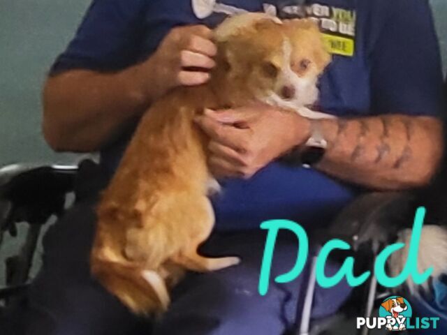 Male long-haired Chihuahua Pup Available Now
