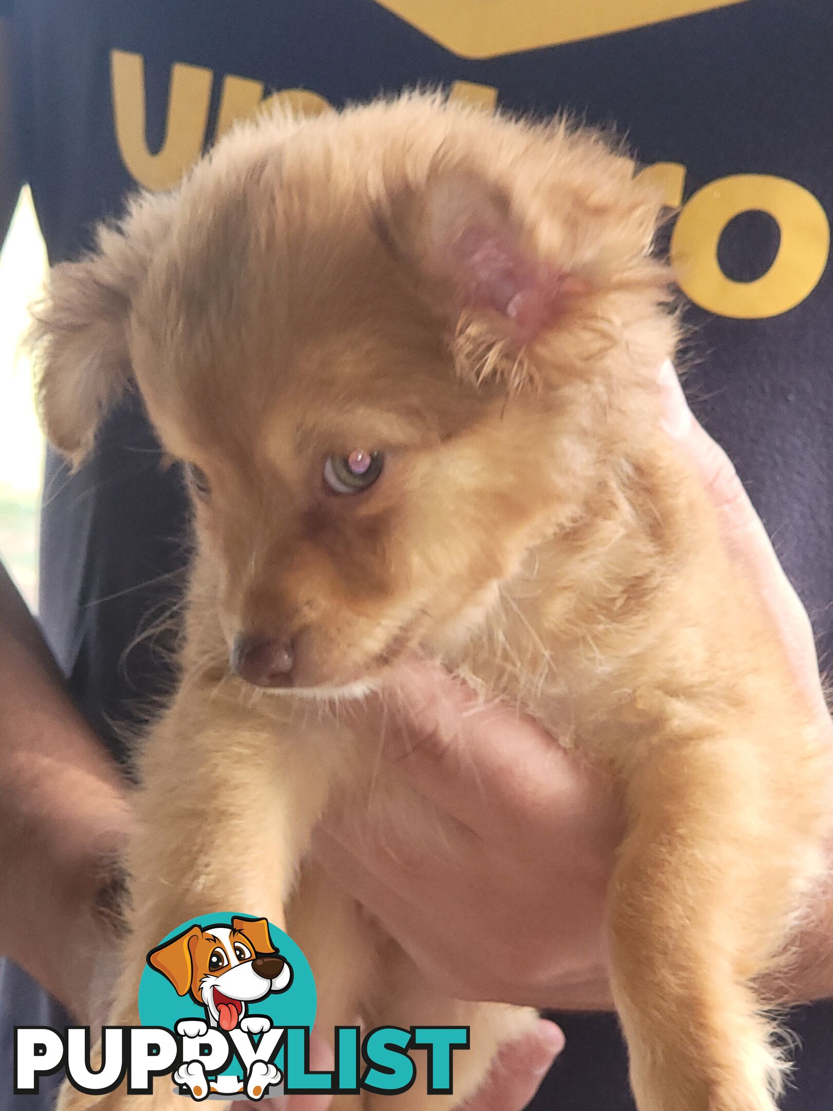 Male long-haired Chihuahua Pup Available Now