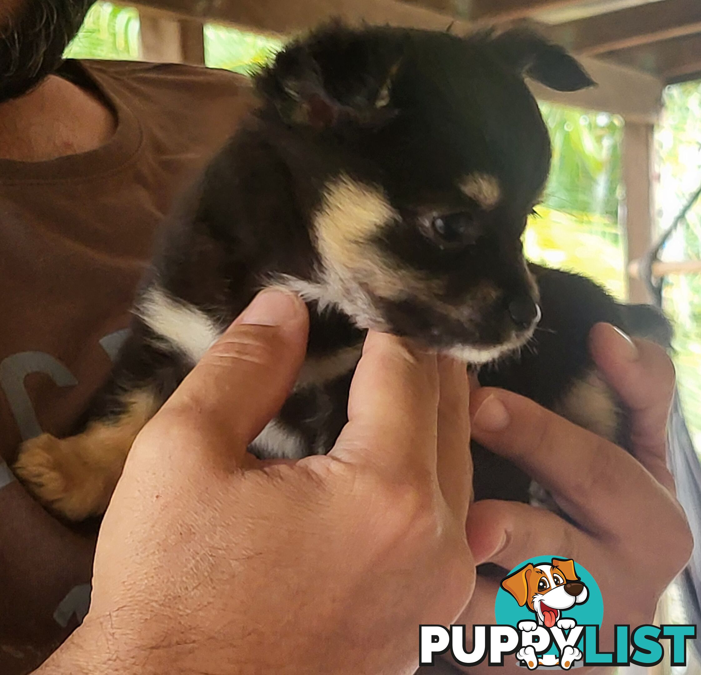 Male Chihuahua Puppies Looking for their forever homes - Available Mid May
