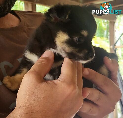 Male Chihuahua Puppies Looking for their forever homes - Available Mid May