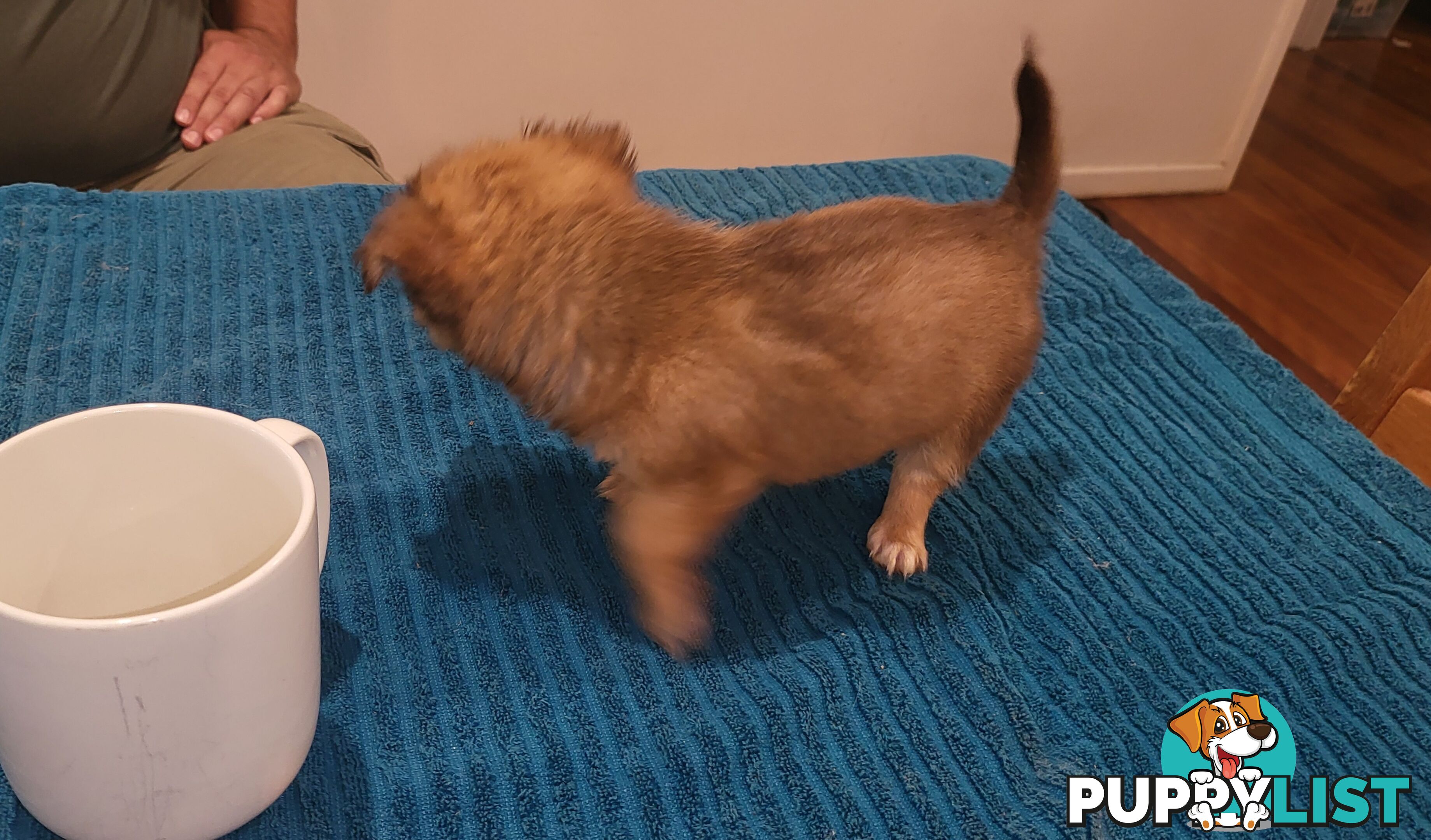Male Chihuahua Puppies Looking for their forever homes - Available Mid May