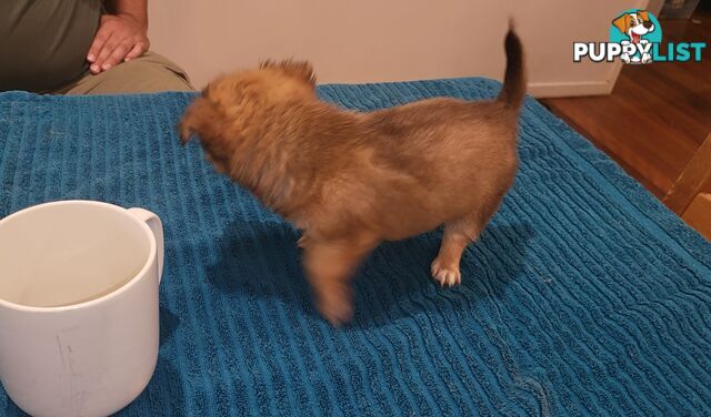 Male Chihuahua Puppies Looking for their forever homes - Available Mid May