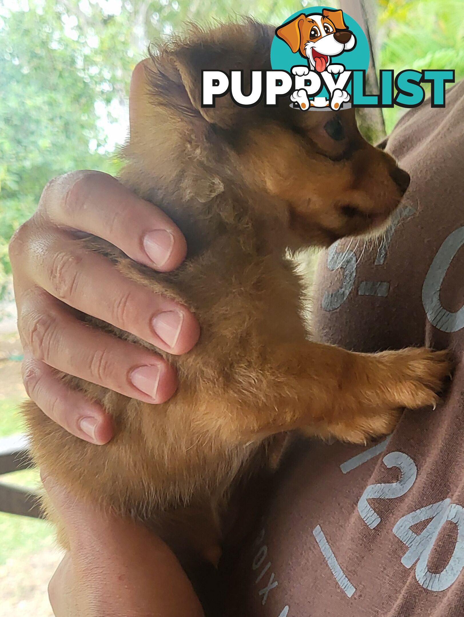 Male Chihuahua Puppies Looking for their forever homes - Available Mid May