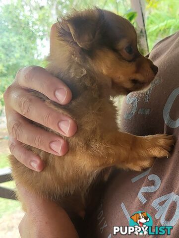 Male Chihuahua Puppies Looking for their forever homes - Available Mid May