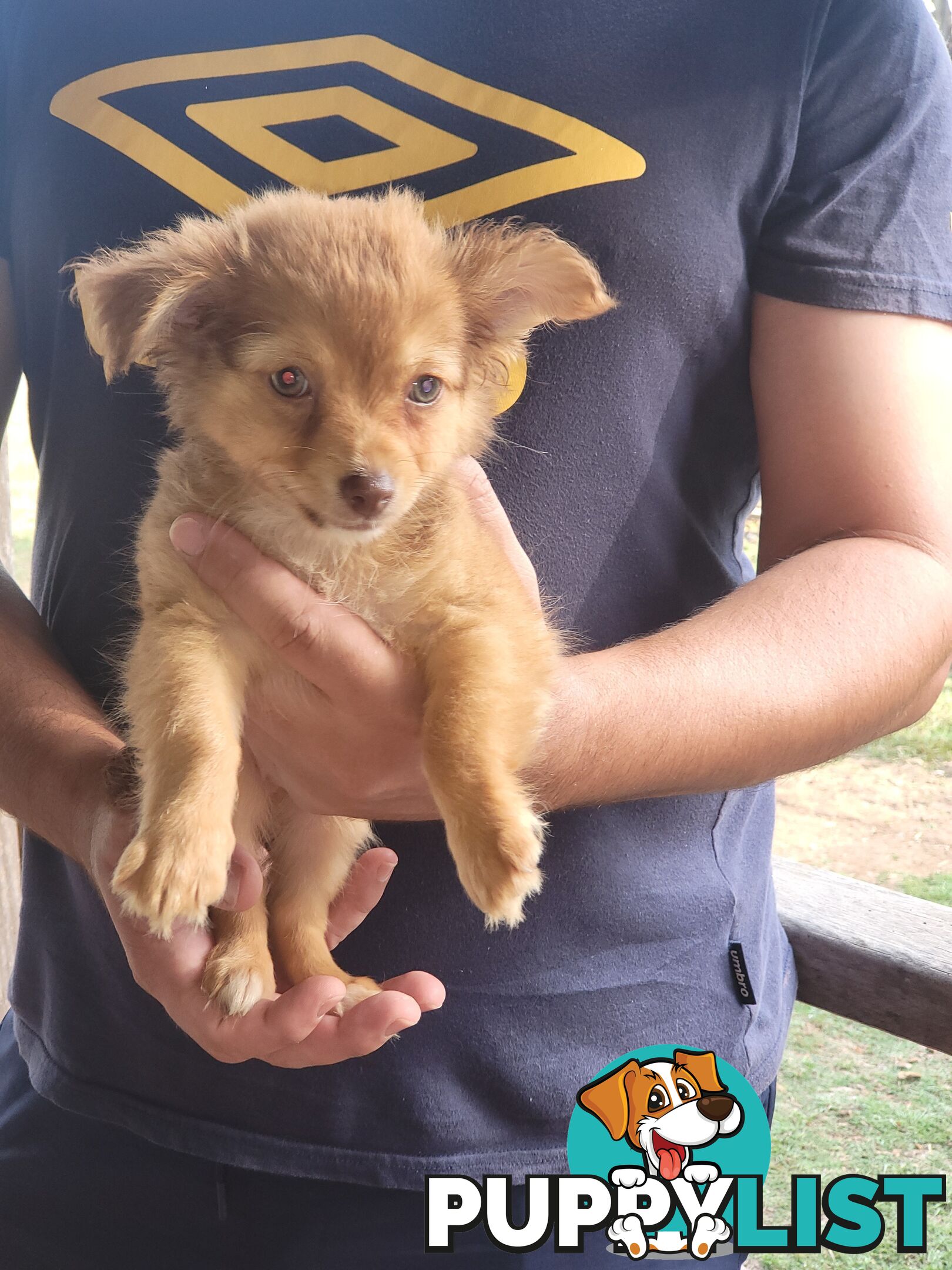 Male long-haired Chihuahua Pup Available Now
