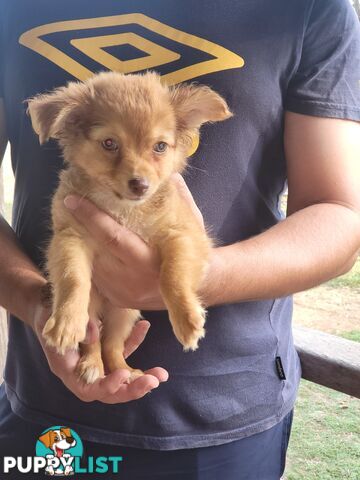 Male long-haired Chihuahua Pup Available Now
