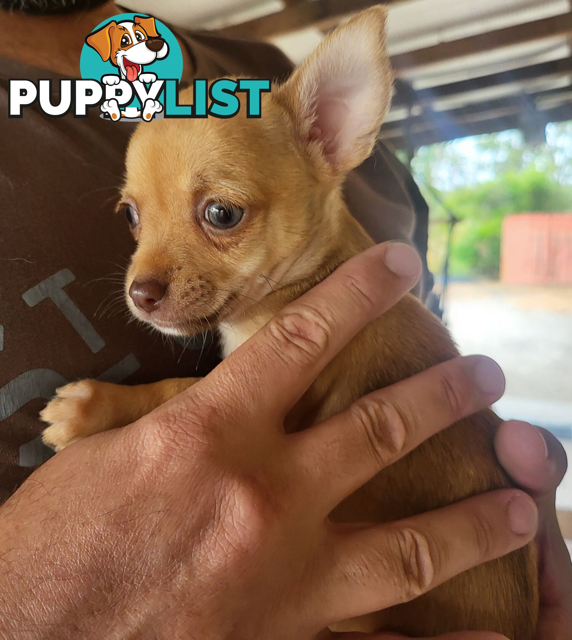 Male Chihuahua Puppies Looking for their forever homes - Available Mid May