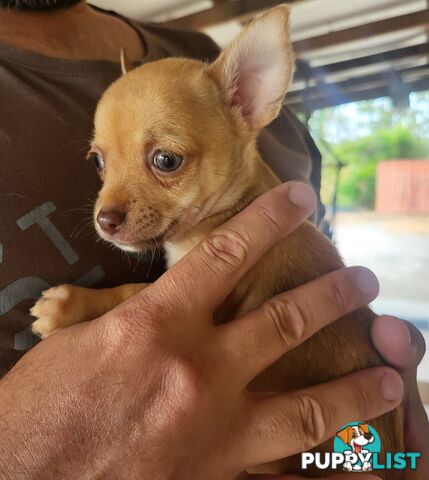 Male Chihuahua Puppies Looking for their forever homes - Available Mid May