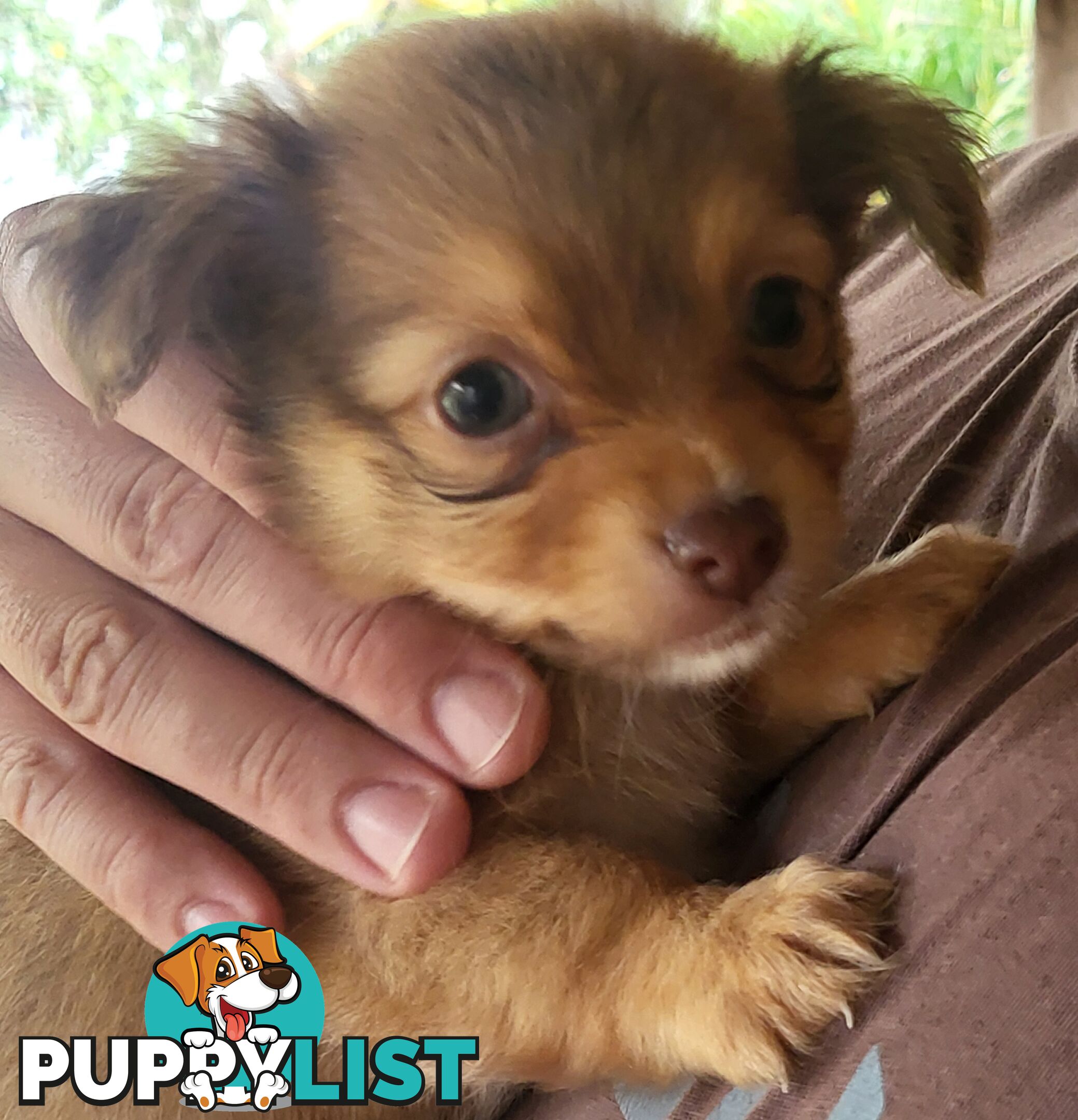 Male Chihuahua Puppies Looking for their forever homes - Available Mid May